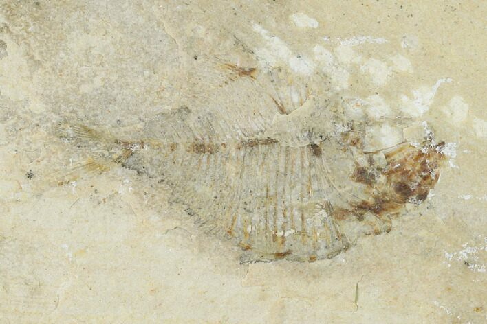 1.4" Fossil Fish (Diplomystus Birdi) - Hjoula, Lebanon